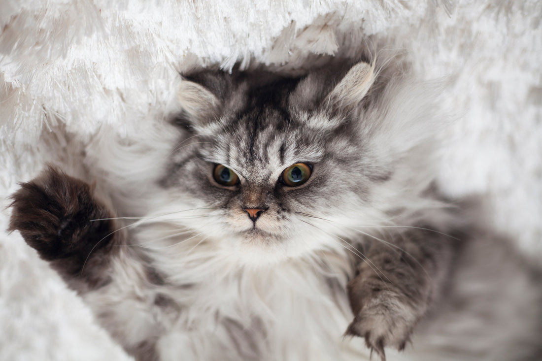 10 Weird Cat Facts That Will Totally Blow Your Mind