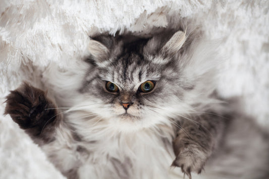 10 Weird Cat Facts That Will Totally Blow Your Mind